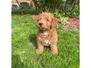 Goldendoodle Puppy for sale in Milwaukee, WI, USA