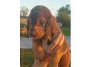 Bloodhound Puppy for sale in Spickard, MO, USA