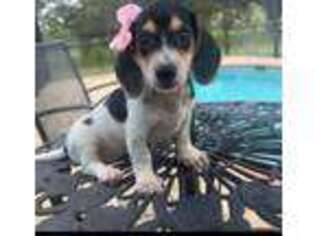 Dachshund Puppy for sale in Lehigh Acres, FL, USA