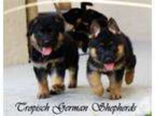 German Shepherd Dog Puppy for sale in VENICE, FL, USA