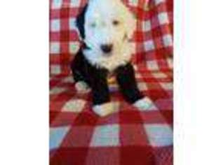 Old English Sheepdog Puppy for sale in Fort Collins, CO, USA