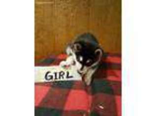 Alaskan Malamute Puppy for sale in Elizabethtown, PA, USA