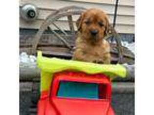 Golden Retriever Puppy for sale in Barre, VT, USA