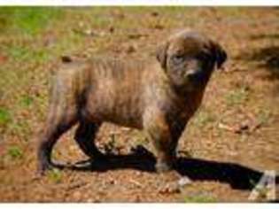 Mutt Puppy for sale in NEWPORT, WA, USA