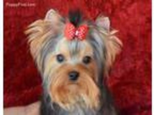 Yorkshire Terrier Puppy for sale in Buffalo Junction, VA, USA