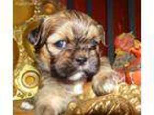 Lhasa Apso Puppy for sale in Fort Washington, MD, USA