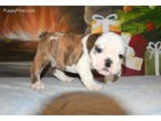 Bulldog Puppy for sale in Lagrange, IN, USA