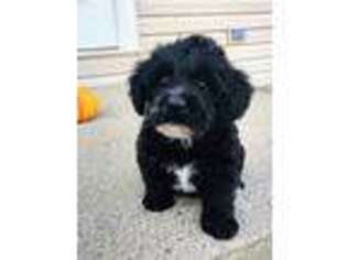 Labradoodle Puppy for sale in Beach City, OH, USA