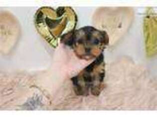 Shorkie Tzu Puppy for sale in Las Vegas, NV, USA