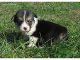Pembroke Welsh Corgi Puppy for sale in Greentop, MO, USA