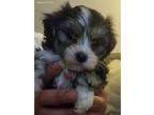 Havanese Puppy for sale in Millersville, PA, USA
