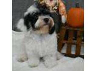 Havanese Puppy for sale in Juneau, WI, USA