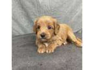 Mutt Puppy for sale in Orange, TX, USA