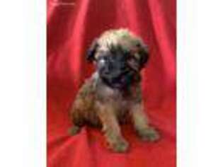 Soft Coated Wheaten Terrier Puppy for sale in Longton, KS, USA