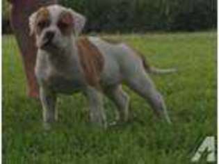 American Bulldog Puppy for sale in CLEVELAND, TX, USA