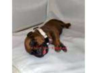 Rhodesian Ridgeback Puppy for sale in Vernon, TX, USA