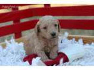 Goldendoodle Puppy for sale in Cutler, IN, USA