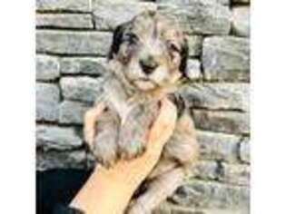 Mutt Puppy for sale in Franklin, NC, USA