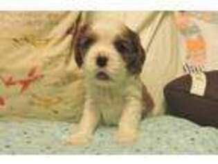 Cavalier King Charles Spaniel Puppy for sale in Petaluma, CA, USA