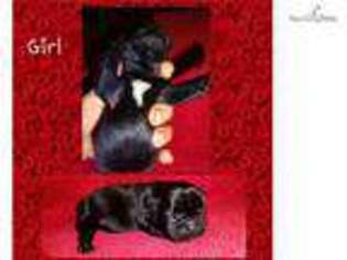 French Bulldog Puppy for sale in Hinesville, GA, USA