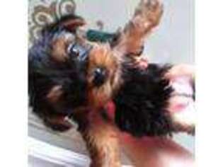 Yorkshire Terrier Puppy for sale in Greenville, AL, USA