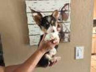 Pembroke Welsh Corgi Puppy for sale in Auburndale, FL, USA
