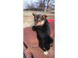 Pembroke Welsh Corgi Puppy for sale in Denton, TX, USA