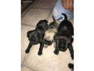 Pug Puppy for sale in Hayward, CA, USA