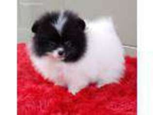 Pomeranian Puppy for sale in San Luis Obispo, CA, USA