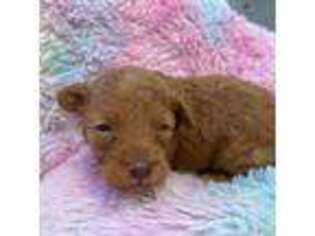 Cavapoo Puppy for sale in Hazlehurst, GA, USA