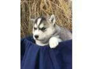 Siberian Husky Puppy for sale in Columbia, PA, USA