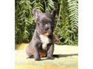 French Bulldog Puppy for sale in Escondido, CA, USA