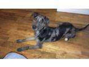 Catahoula Leopard Dog Puppy for sale in Lebanon, OR, USA