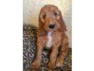 Irish Setter Puppy for sale in Paulden, AZ, USA