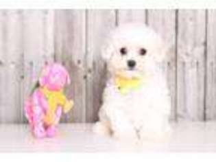 Bichon Frise Puppy for sale in Howard, OH, USA