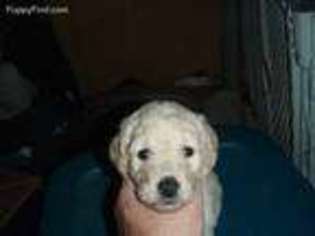 Goldendoodle Puppy for sale in Elkader, IA, USA