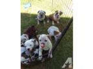Bulldog Puppy for sale in EWA BEACH, HI, USA