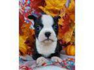 Boston Terrier Puppy for sale in New Haven, IN, USA