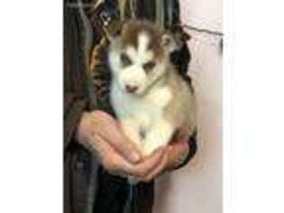 Siberian Husky Puppy for sale in Sioux City, IA, USA