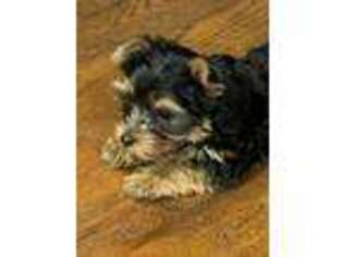 Yorkshire Terrier Puppy for sale in Taylors Falls, MN, USA
