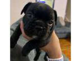 French Bulldog Puppy for sale in Marshall, WI, USA