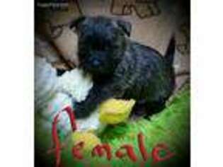 Cairn Terrier Puppy for sale in Minonk, IL, USA