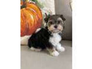 Mutt Puppy for sale in Fairhope, AL, USA