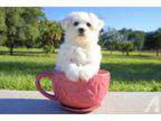 Bichon Frise Puppy for sale in VENICE, FL, USA