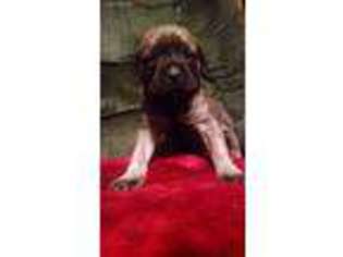 Mastiff Puppy for sale in Mingo Junction, OH, USA