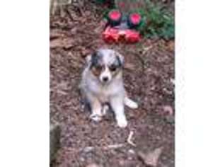 Australian Shepherd Puppy for sale in South Bloomingville, OH, USA