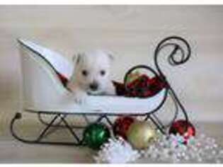 West Highland White Terrier Puppy for sale in Baltic, OH, USA