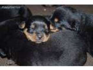 Rottweiler Puppy for sale in Snohomish, WA, USA