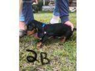 Dachshund Puppy for sale in Myakka City, FL, USA