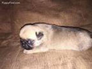 Pug Puppy for sale in Temple, TX, USA